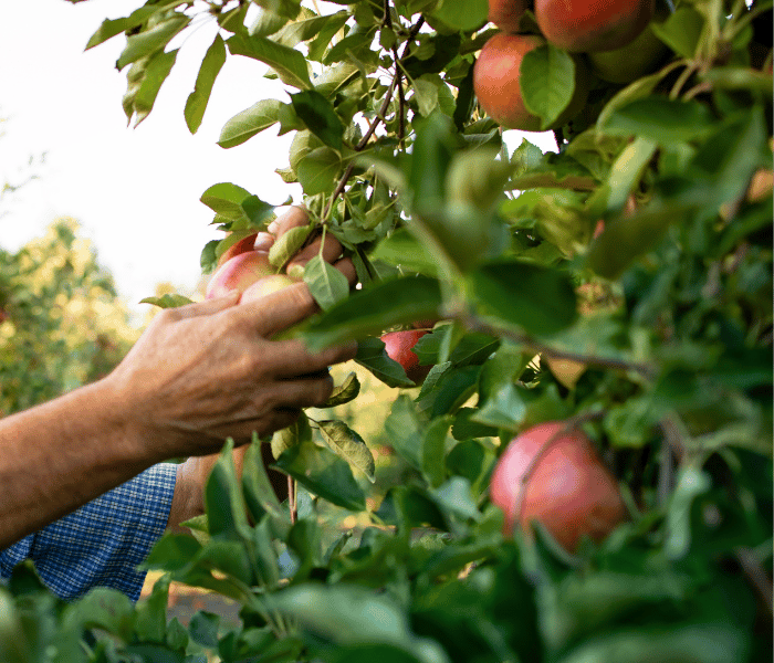 cuillette de pomme bio au verger penin